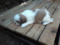 Filhotes fêmeas Shih Tzu