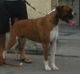 Filhote de Boxer Fêmea
