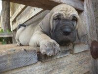 Magnificos filhotes Fila Brasileiro linhagem campeã CAFIB