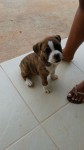Filhote de Boxer Fêmea