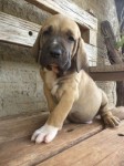 Magnificos filhotes Fila Brasileiro linhagem campeã CAFIB