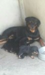 Filhotes de Rottweiller