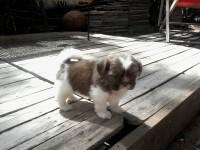 Filhotes machos de Shih Tzu