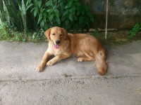 Venda de Golden Retriever