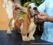 Canil Garras Silenciosos – Vendas filhotes Basset Hound exóticos orelhudos