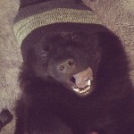 Doação de chow chow 1 ano
