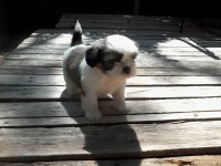 Filhotes machos de Shih Tzu