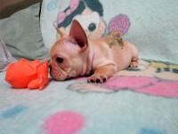Lindo filhote de Bulldog Francês