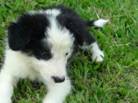 Filhotes border collie