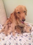 VENDO Filhote de Golden Retriever