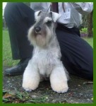Schnauzer Miniatura