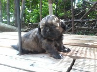 Filhotes machos de Shih Tzu