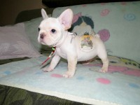 Lindo filhote de Bulldog Francês