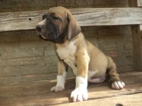 Magnificos filhotes Fila Brasileiro linhagem campeã CAFIB