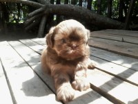 Filhotes fêmeas Shih Tzu com opção de Registro CBKC.