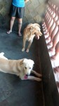 Venda de Golden Retriever