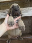 Magnificos filhotes Fila Brasileiro linhagem campeã CAFIB
