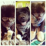 Doação de chow chow 1 ano