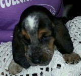 Belíssimos filhotes de basset hound