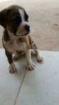Filhote de Boxer Fêmea
