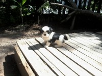 Filhotes fêmeas Shih Tzu
