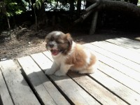 Filhotes fêmeas Shih Tzu com opção de Registro CBKC.