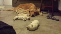 Venda de Golden Retriever