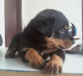 Filhotes de Rottweiller