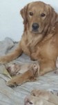 Venda de Golden Retriever