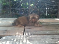 Filhotes fêmeas Shih Tzu com opção de Registro CBKC.