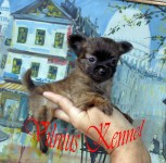 Chihuahua Macho bibelo – Canil by Vilnius – RJ