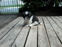 Filhotes machos de Shih Tzu