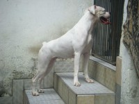 Filhote de Boxer Fêmea