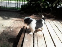 Filhotes fêmeas Shih Tzu