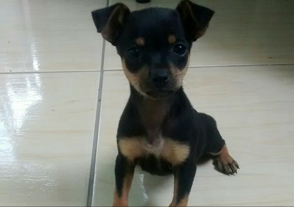 Pinscher