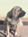 Magnificos filhotes Fila Brasileiro linhagem campeã CAFIB