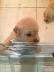 VENDO Filhote de Golden Retriever