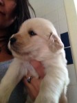 VENDO Filhote de Golden Retriever