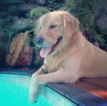 VENDO Filhote de Golden Retriever