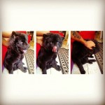Doação de chow chow 1 ano