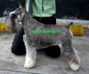 Schnauzer Miniatura