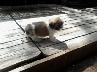 Filhotes fêmeas Shih Tzu com opção de Registro CBKC.