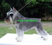 Schnauzer Miniatura