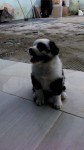 Filhotes Border Collie
