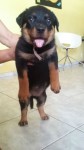 Rottweiler