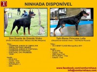 Dobermann Cachorros