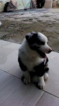 Filhotes Border Collie
