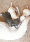 3 Lindos Boxer a Venda