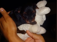 Filhotes de Yorkshire Terrier