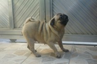 Pug adulta
